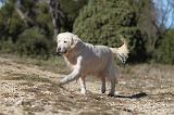 GOLDEN RETRIEVER 592